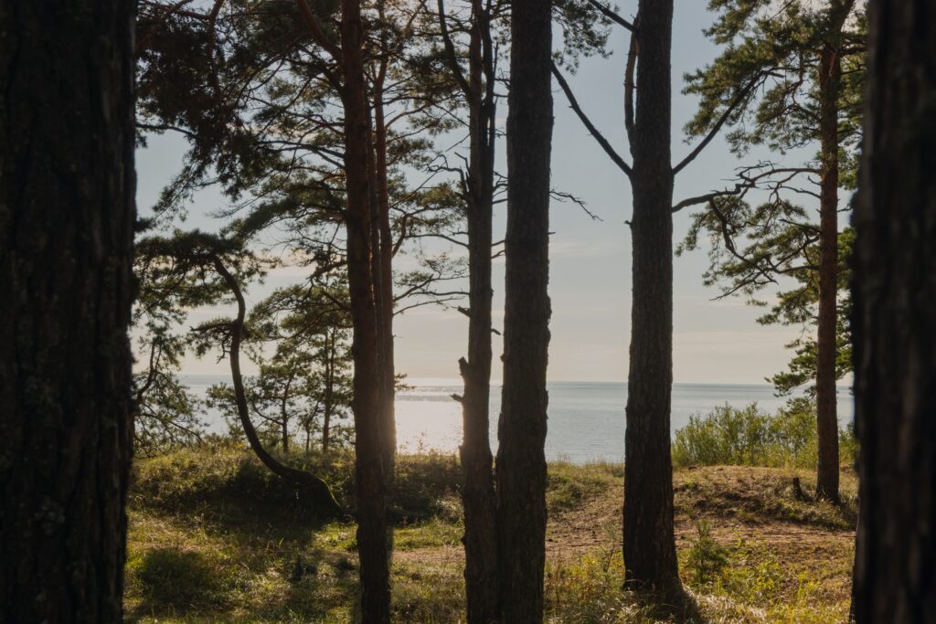 Attēls 5 no 9: Aizraujošā  putnu vērošana Vidzemes piekrastē