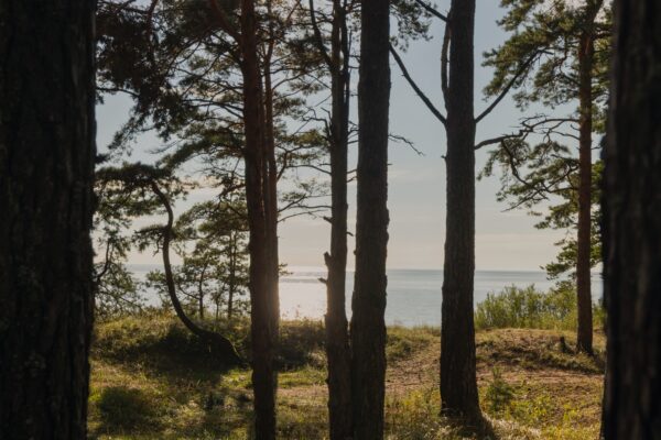 Aizraujošā  putnu vērošana Vidzemes piekrastē
