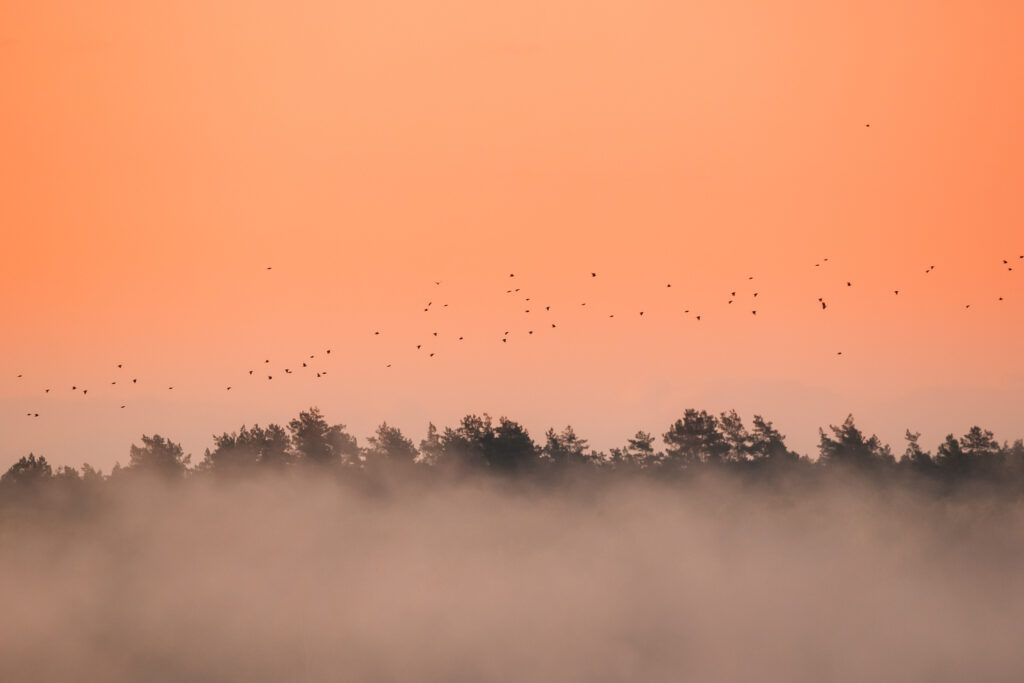 Iepazīsti “Bird International” un “Natura 2000” dabas teritorijas Vidzemē!