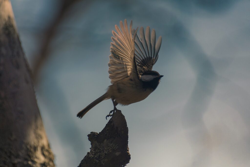 Attēls 5 no 14: Iepazīsti “Bird International” un “Natura 2000” dabas teritorijas Vidzemē!