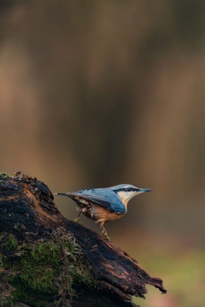 Ekspedīcija, kas ļaus iegrimt putnu pasaulē.