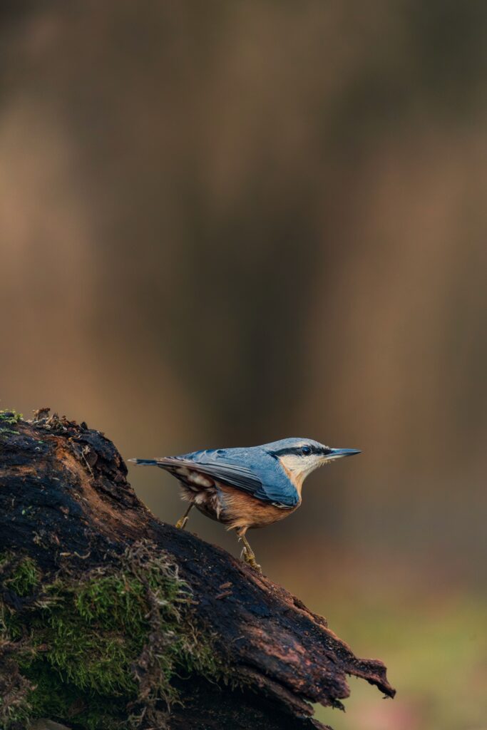 Attēls 4 no 10: Ekspedīcija, kas ļaus iegrimt putnu pasaulē.