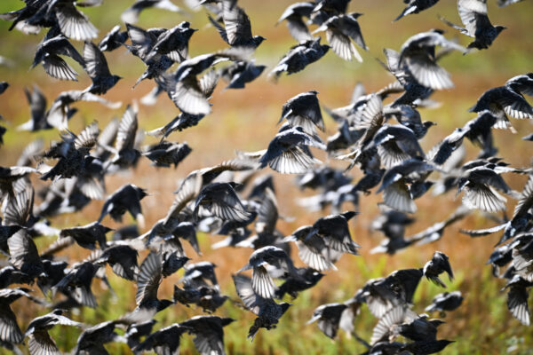 Iepazīsti “Bird International” un “Natura 2000” dabas teritorijas Vidzemē!