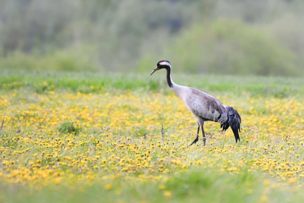 Attēls 14 no 14: Iepazīsti “Bird International” un “Natura 2000” dabas teritorijas Vidzemē!