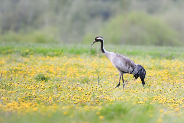 Iepazīsti “Bird International” un “Natura 2000” dabas teritorijas Vidzemē!