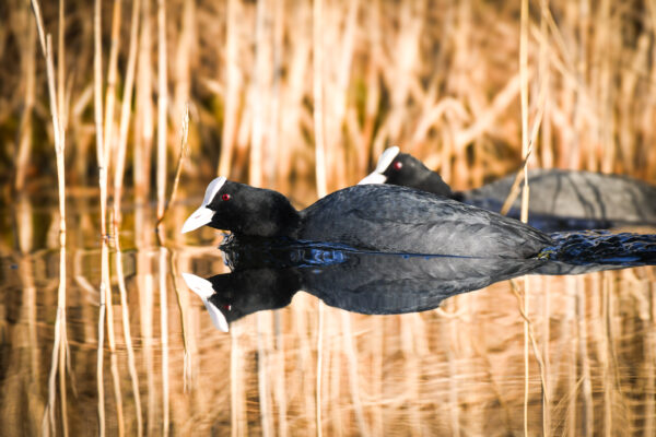 Iepazīsti “Bird International” un “Natura 2000” dabas teritorijas Vidzemē!