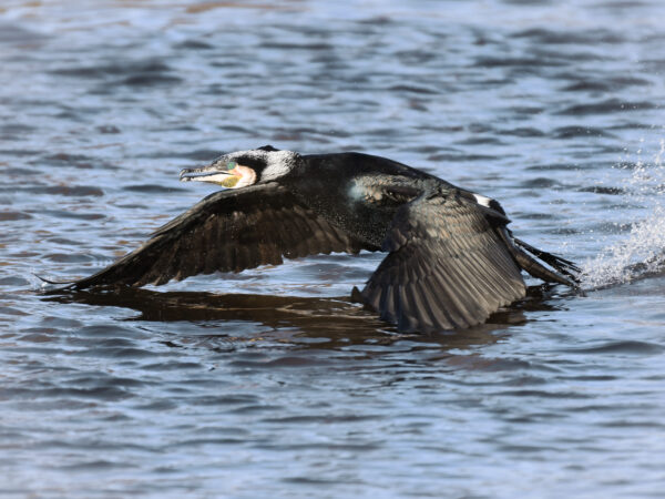 An expedition that will immerse you in the world of birds.