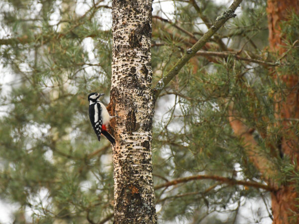 Exciting birdwatching on the Vidzeme Coast