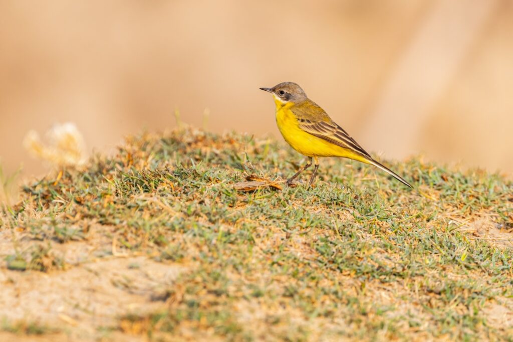 Attēls 9 no 14: Iepazīsti “Bird International” un “Natura 2000” dabas teritorijas Vidzemē!