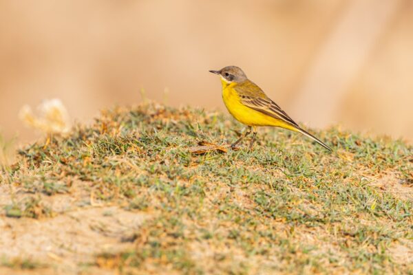 Iepazīsti “Bird International” un “Natura 2000” dabas teritorijas Vidzemē!