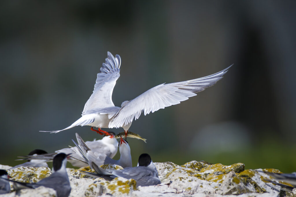 Attēls 4 no 9: Aizraujošā  putnu vērošana Vidzemes piekrastē