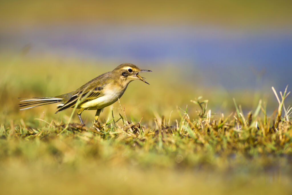 Attēls 8 no 9: Aizraujošā  putnu vērošana Vidzemes piekrastē