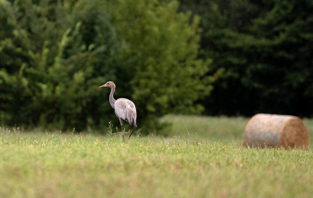 Attēls 9 no 9: Aizraujošā  putnu vērošana Vidzemes piekrastē