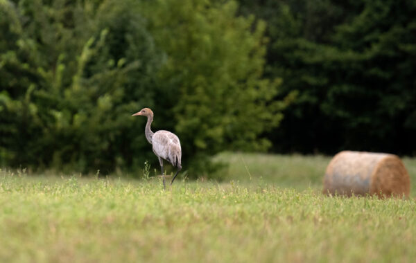 Aizraujošā  putnu vērošana Vidzemes piekrastē