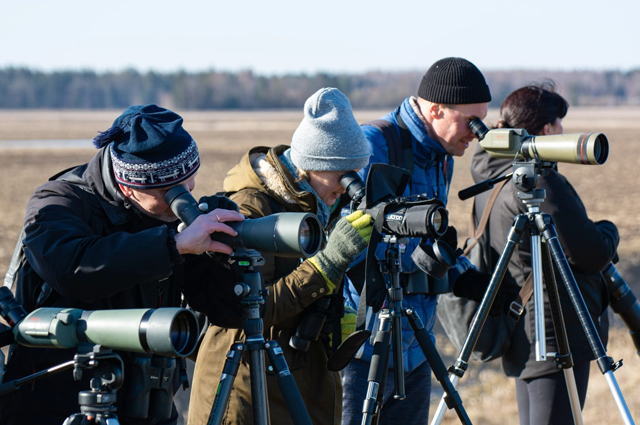 European Birdwatch Days, or “EuroBirdwatch”